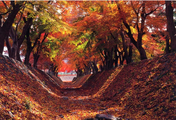 【神奈川県内・町田発】 紅葉の河口湖もみじ回廊と風物詩「枯露柿の里」 恵の秋「ほくほく焼じゃが・大根堀り体験・選べるお土産セット付」 日帰り1